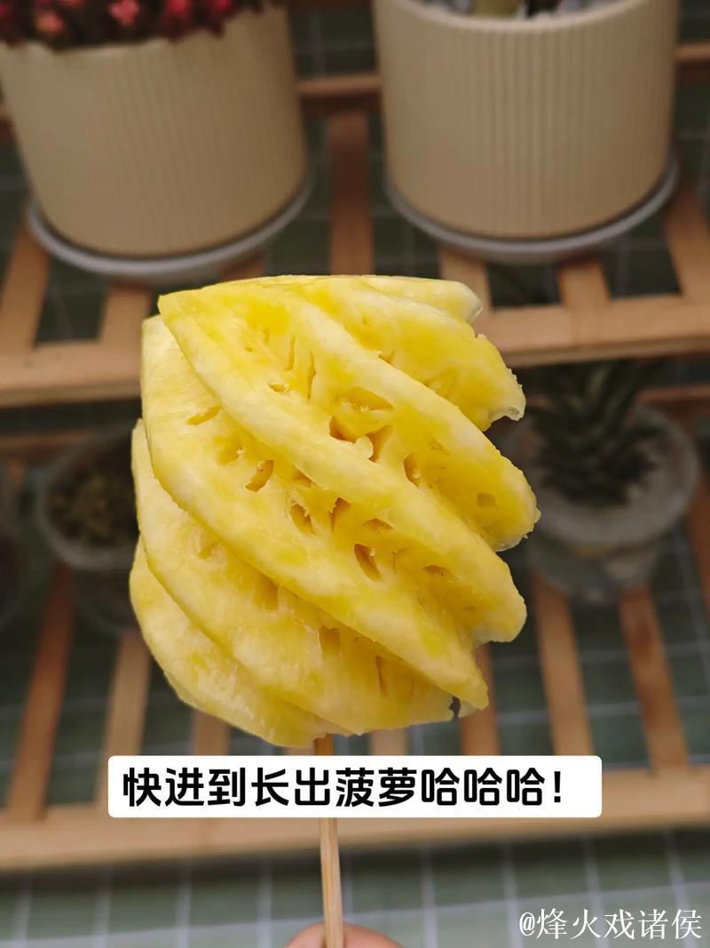 如何科学种植菠萝：详细视频教学