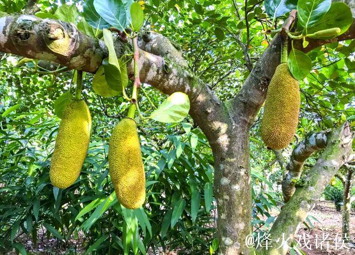 免费观看菠萝菠萝蜜视频的奇妙旅程